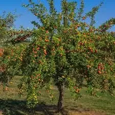 Apple – Gala Semi Dwarf