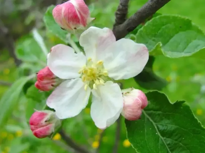 Apple – Jonathan Red Semi Dwarf