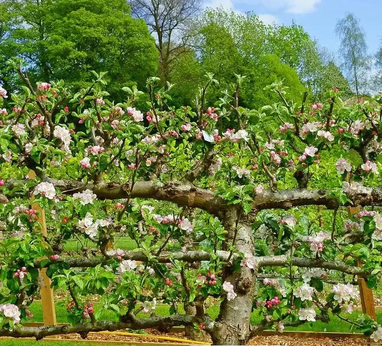 Apple – Multiple Grafts on 1 Tree