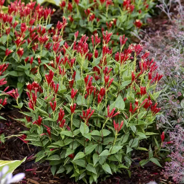 ‘Apple Slices’ Spigelia