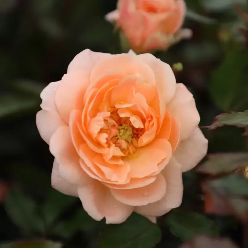 Apricot Drift™ Rose