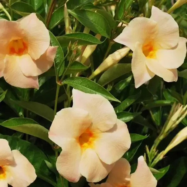 Apricot Mandevilla