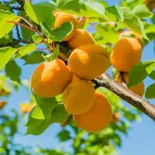Apricot – Puget Gold