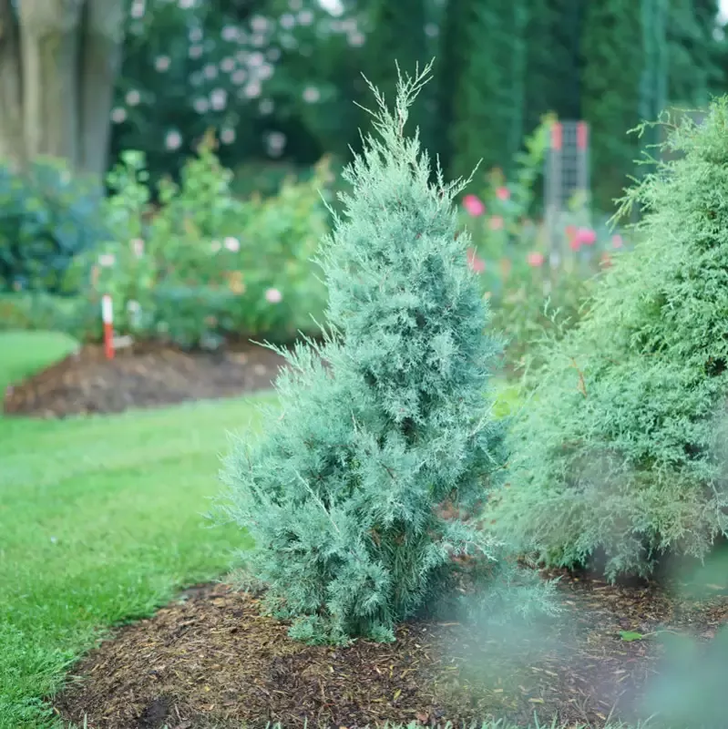 Aquavita™ Juniper