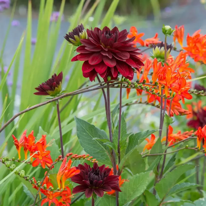‘Arabian Night’ Dahlia