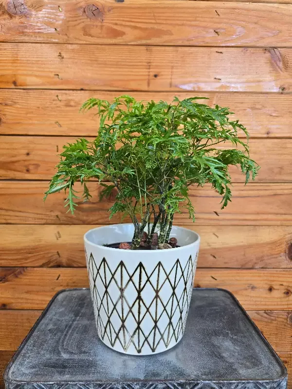 Aralia Ming, 6″ Plant