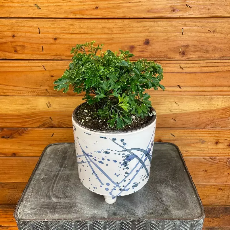 Aralia Parsley, 6″ Plant