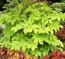 Aralia ‘Sun King’ Japanese Spikenard