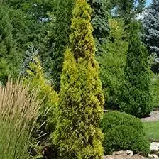 Arborvitae – Amber Gold
