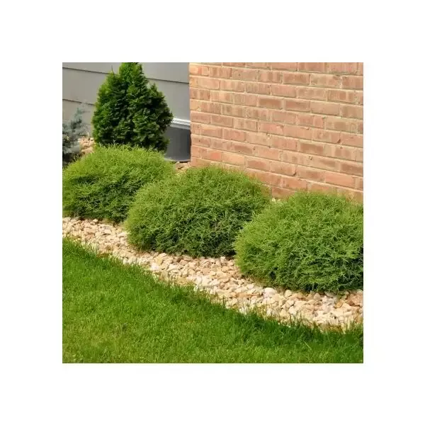 Arborvitae – Bowling Ball Dwarf