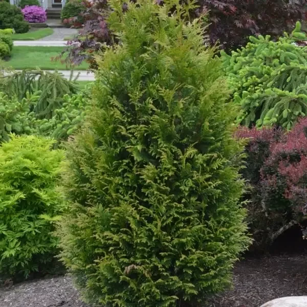 Arborvitae – Junior Giant