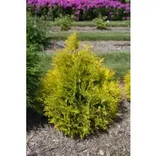 Arborvitae – Lemon Burst
