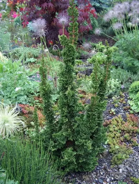 Arborvitae – Malonyana Holub Dwarf