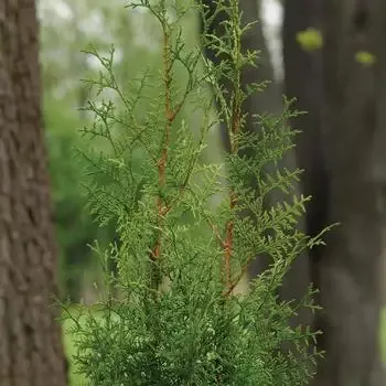 Arborvitae – Sugar and Spice