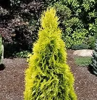 Arborvitae – Sunny Emerald