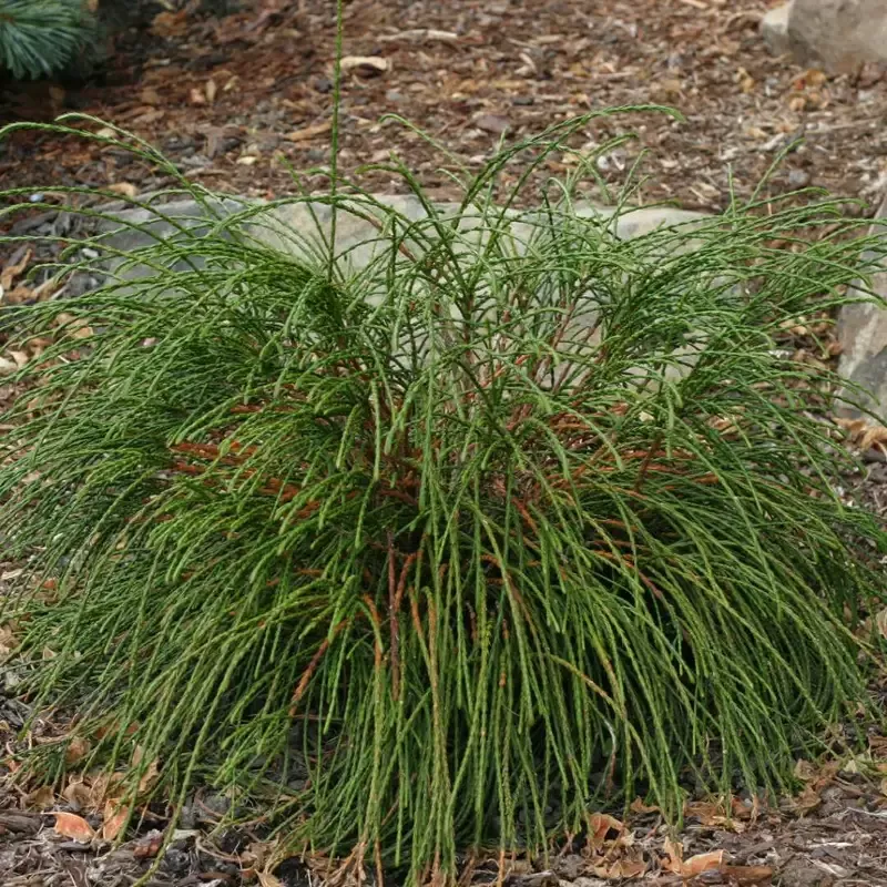 Arborvitae – Whipcord