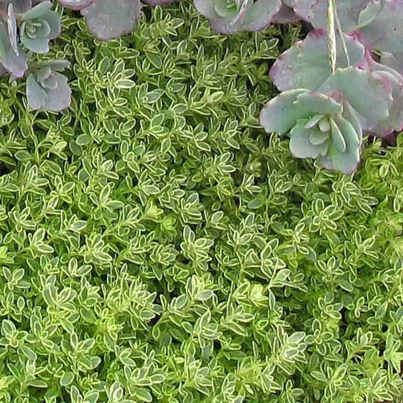 ‘Archer’s Gold’ Thyme