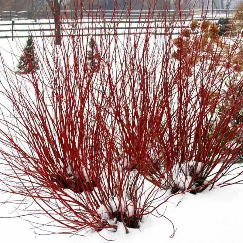 Arctic Fire™ Red Red-Twig Dogwood (Cornus)