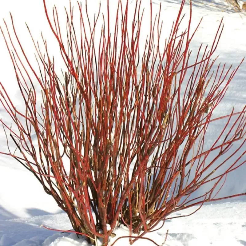Arctic Fire Red Twig Dogwood