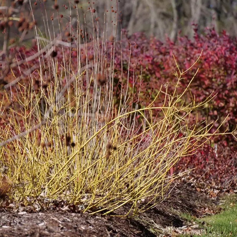 Arctic Fire™ Yellow Red-Twig Dogwood (Cornus)