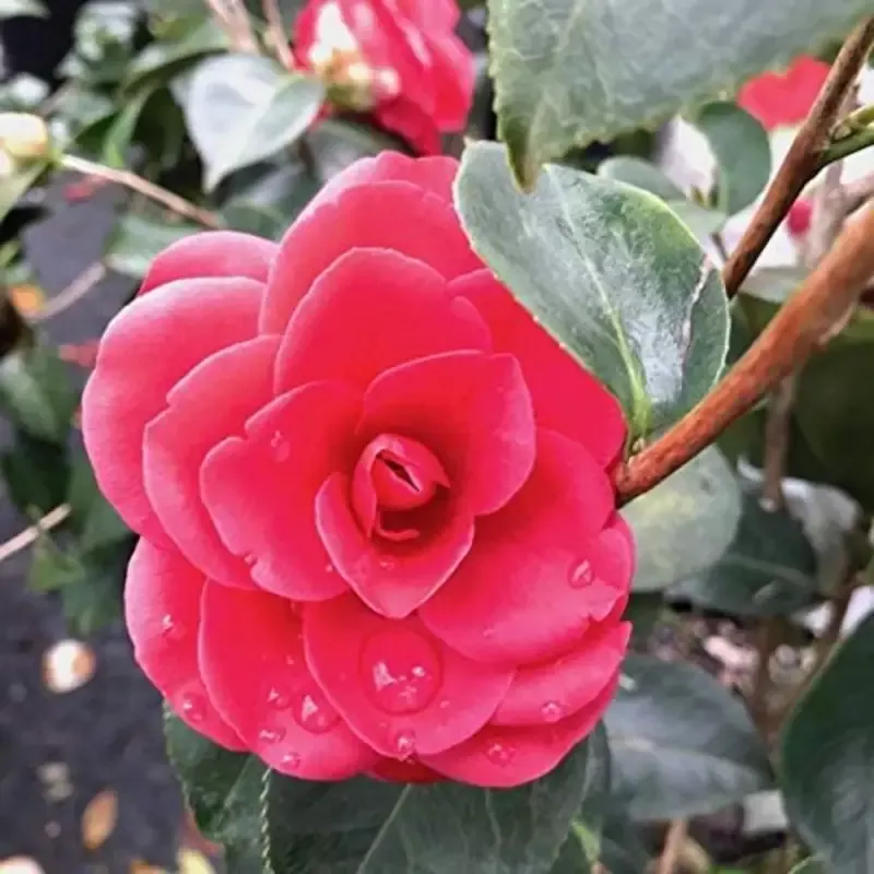 Arctic Rose Camellia-COLD HARDY to 5*F