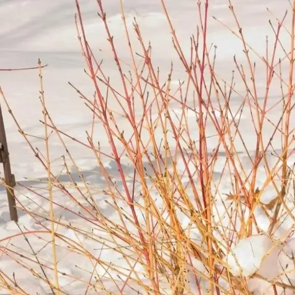 Arctic Sun™ Dogwood