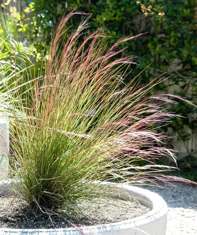 Aristida purpurea – Purple threeawn grass
