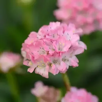 Armeria “Daydream” Sea Thrift
