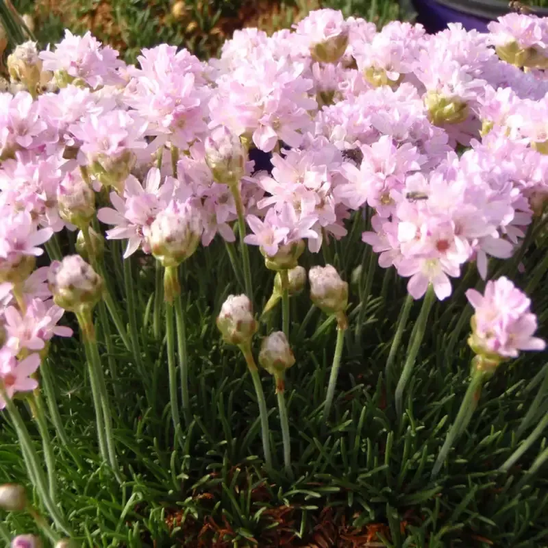 Armeria maritima ‘Victor Reiter’ Sea Thrift – [EG]
