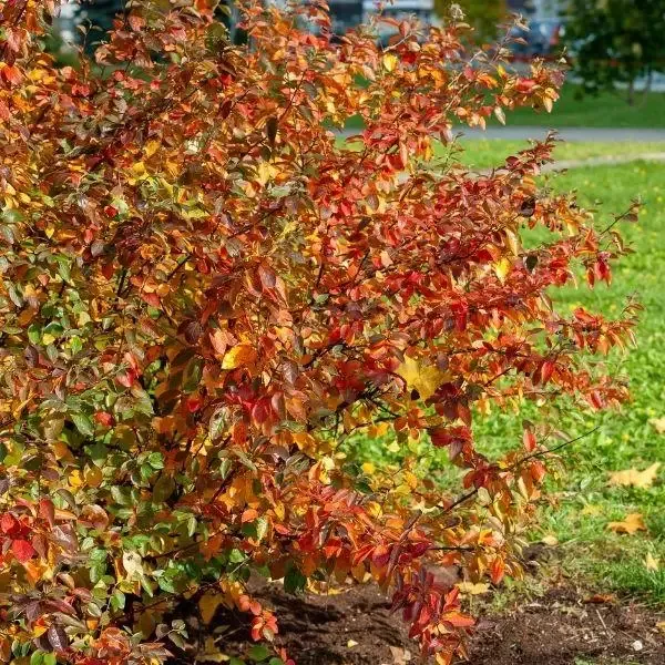 Aronia Autumn Magic