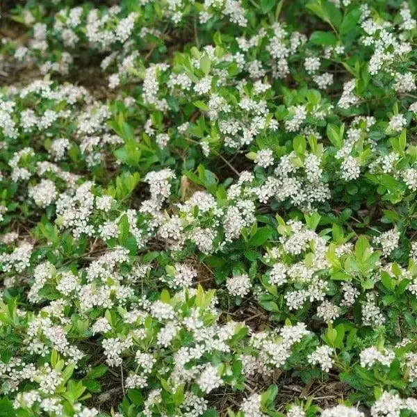 Aronia Ground Hog