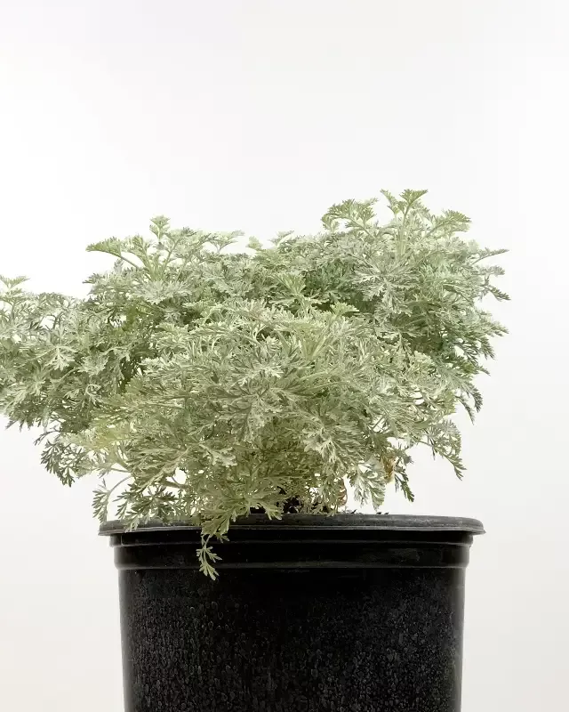 Artemesia x ‘Powis Castle’