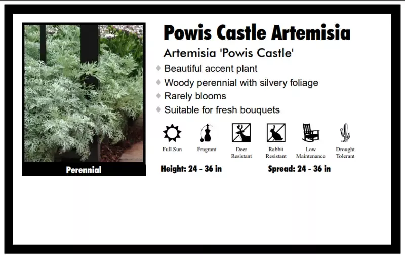 Artemisia ‘Powis Castle’ Wormwood