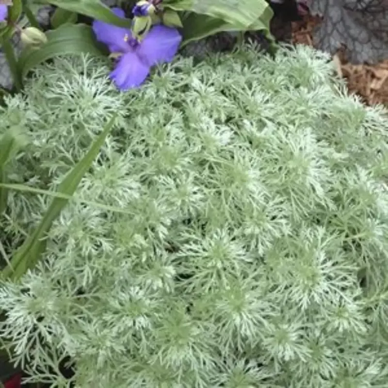 Artemisia Schmidtiana ‘Silver Mound’ Wormwood
