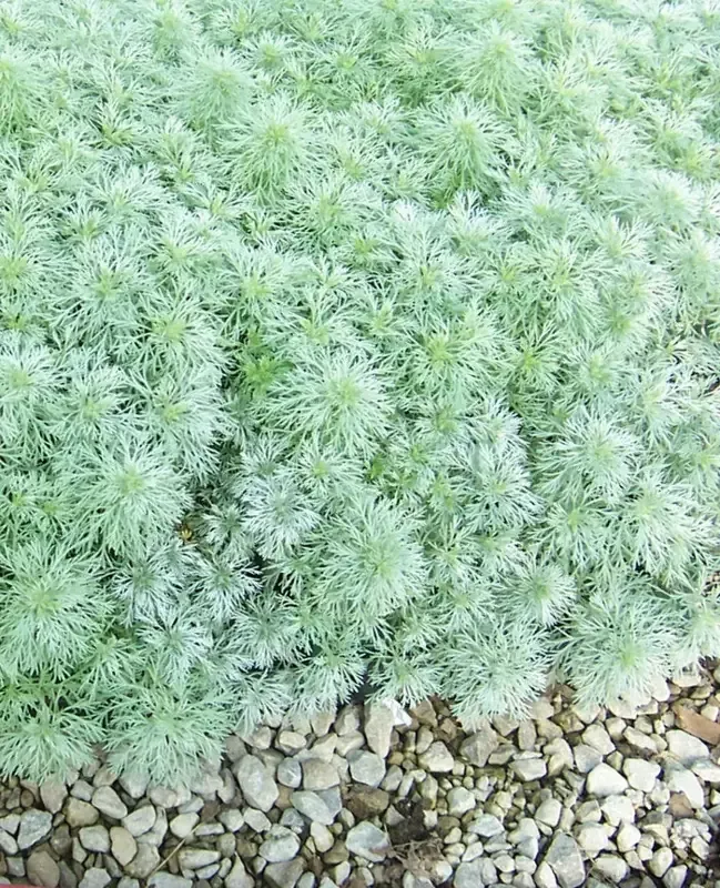 Artemisia ‘Silver Mound’ Dusty Miller