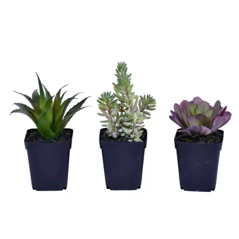 Artificial Plant : Green Potted Succulent Set of 3