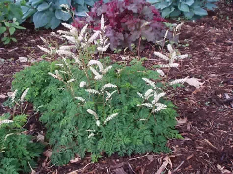 Aruncus aethusifolius- Dwarf Goatsbeard