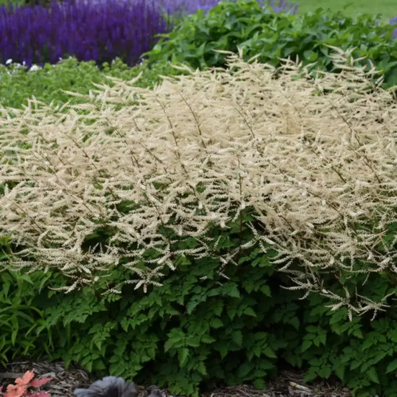 Aruncus Chantilly Lace Goatsbeard – [EG]