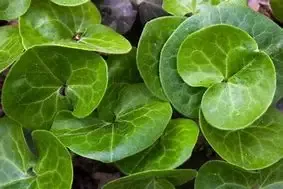 Asarum ‘European’ Ginger