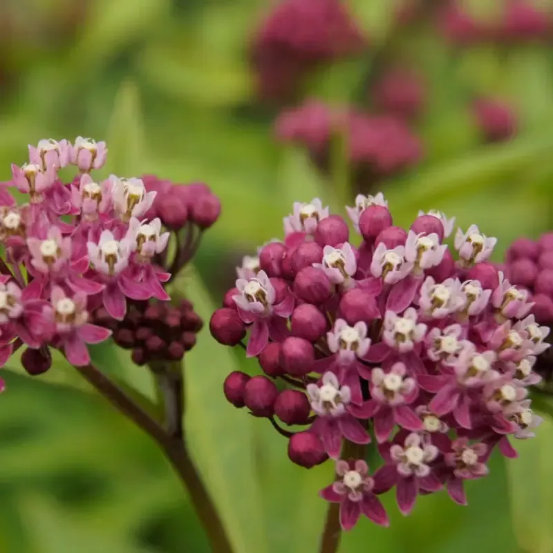 Asclepias incarnata ‘Cinderella’ Swamp Milkweed