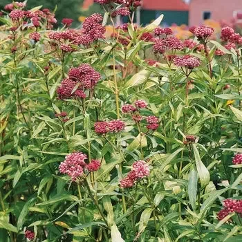 Asclepias ‘Soul Mate’ Milkweed