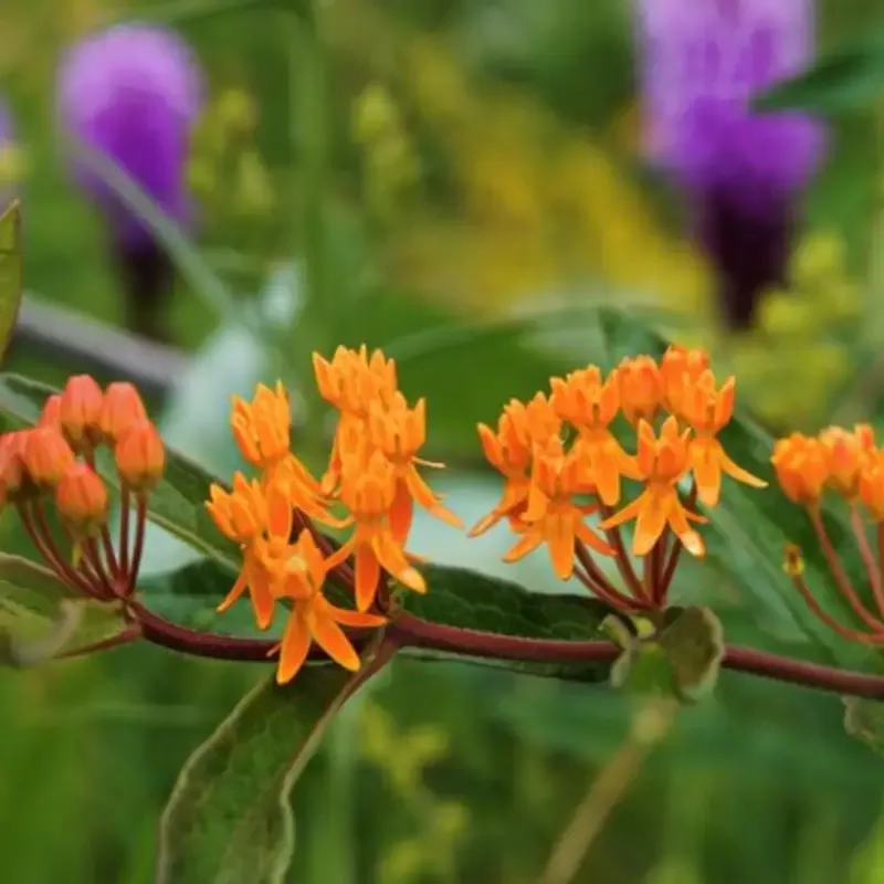 Asclepias Tuberosa Butterfly Weed – [EG]