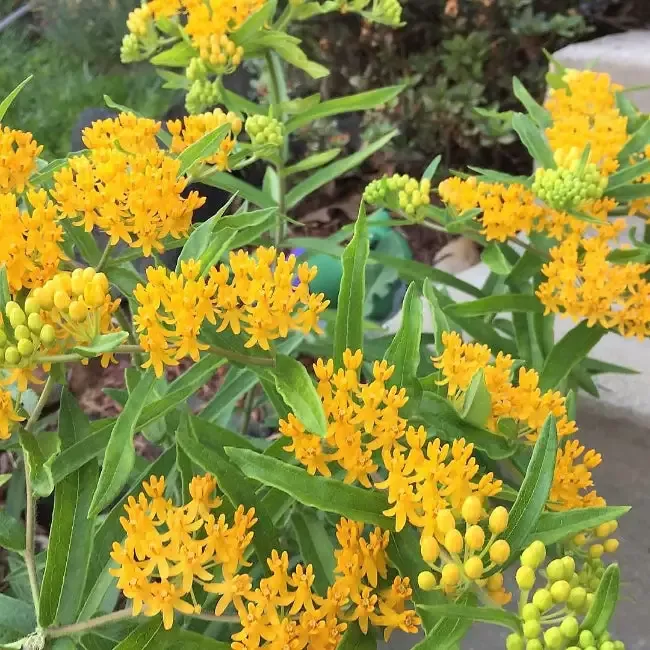 Asclepias tuberosa ‘Hello Yellow’ – [EG]