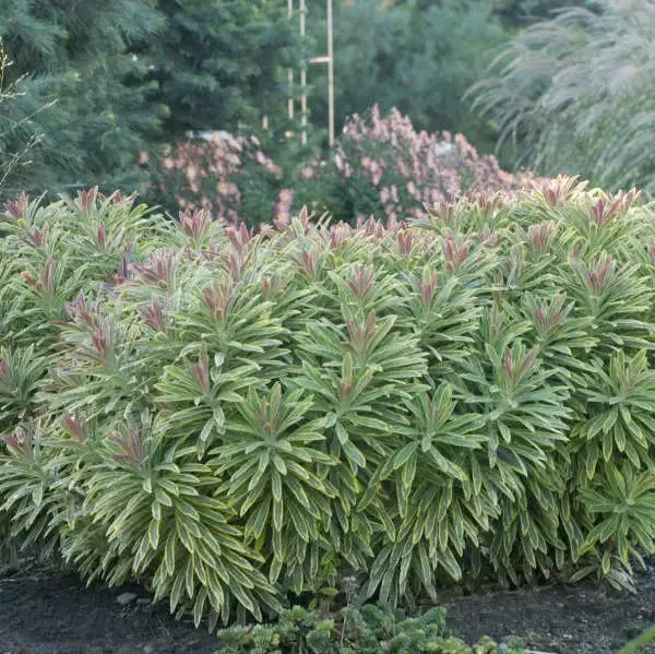 ‘Ascot Rainbow’ Spurge (Euphorbia)