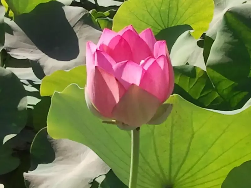 Asian Sacred – Lotus