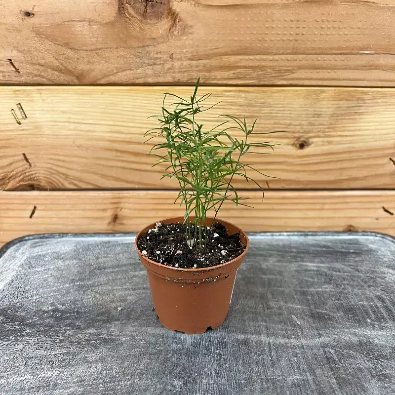 Asparagus Densiflorus Sprengeri Fern, 2″ Plant