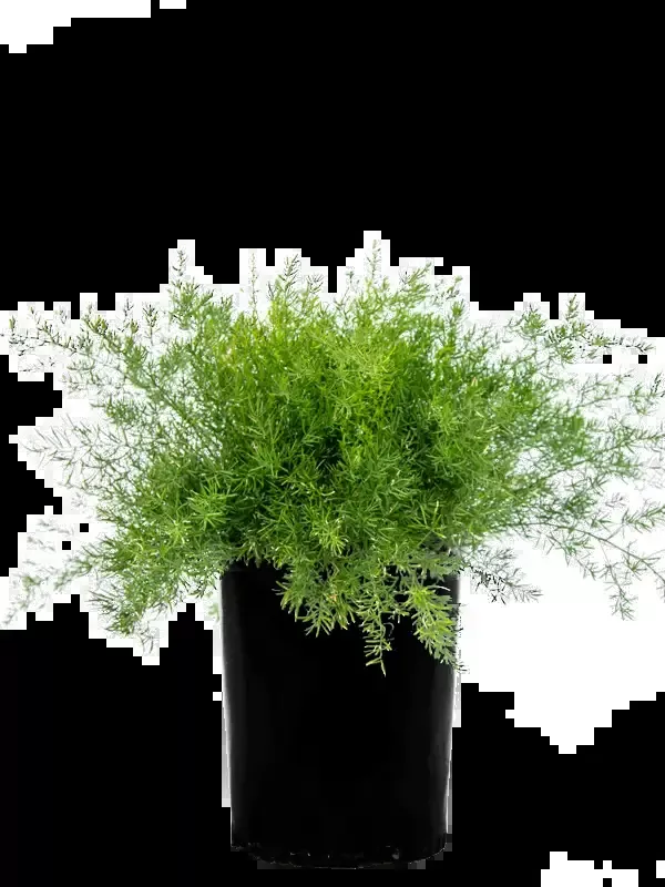 Asparagus sprengeri – Asparagus Fern