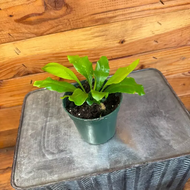 Asplenium Nidus Bird’s Nest Fern, 4″ Plant