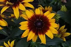 Assorted Echibeckia