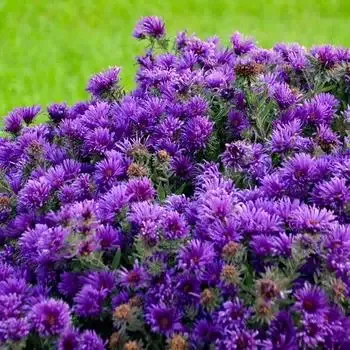 Aster “Grape Crush” Michaelmas daisies